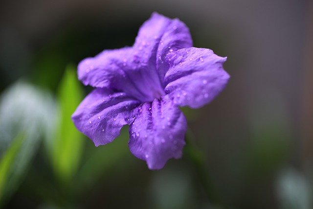 Flower Petals Dew Drops Flora  - MujiyonoSPt / Pixabay