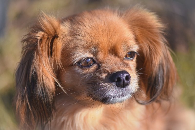 Dog Animal Domestic Animal Outdoors  - Alexas_Fotos / Pixabay